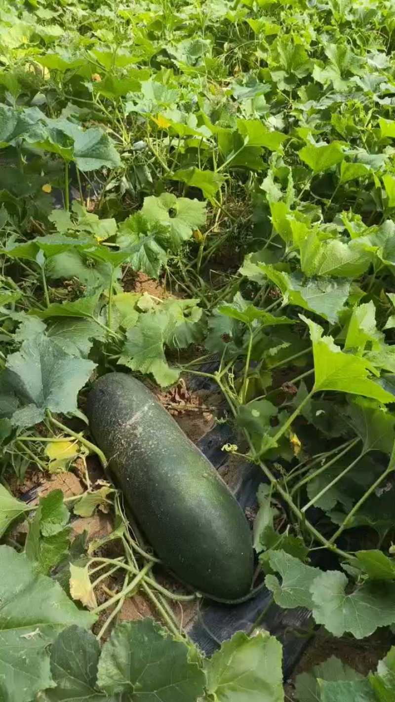 自家农场管理不打农药不施化肥，、