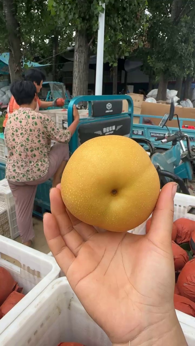 【推荐】精品秋月梨，专业代收代发，可出口加工、冷库一条龙