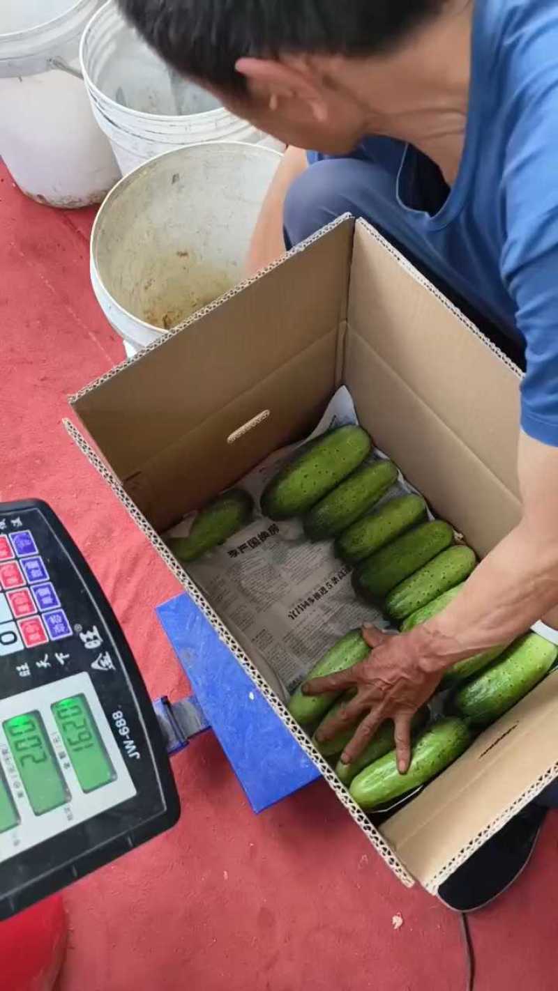 黄瓜水果黄瓜产地直销保質保量，歡迎咨詢訂購。