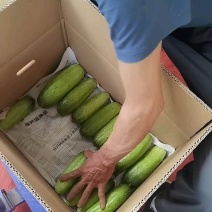 水果黄瓜大量有货，精挑细选保质保量