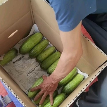 水果黄瓜大量有货，精挑细选保质保量