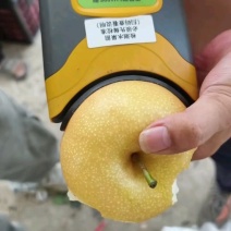 精品圆黄梨，安徽砀山，电商平台，各大商超，全国各大市场，