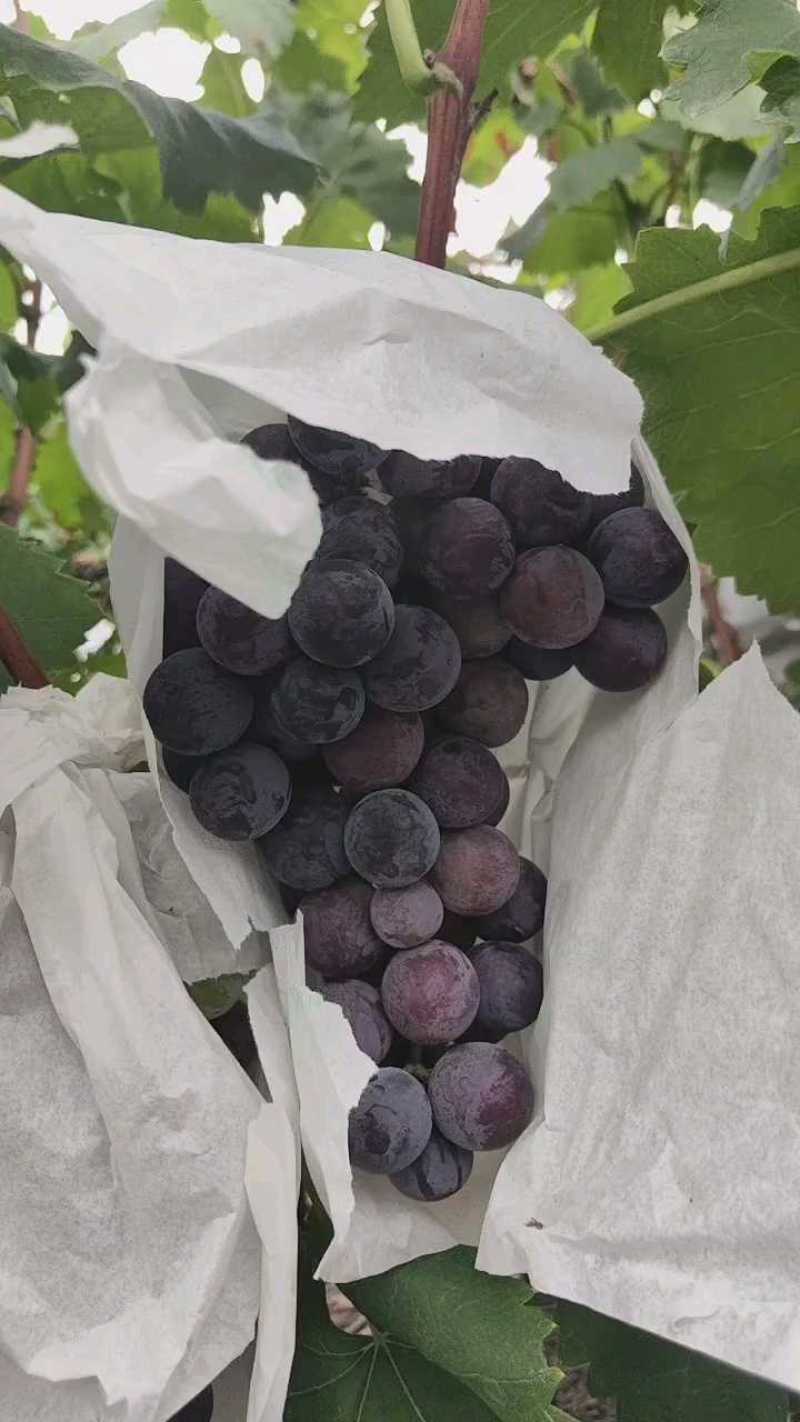 巨峰葡萄
