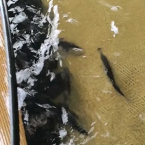 优质桂花鱼苗鳜鱼苗桂鱼苗生长快成活率高规格齐全