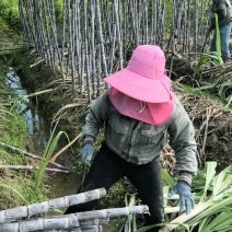 广西黑皮甘蔗产地直供脆甜多汁包甜，提供便宜回程车