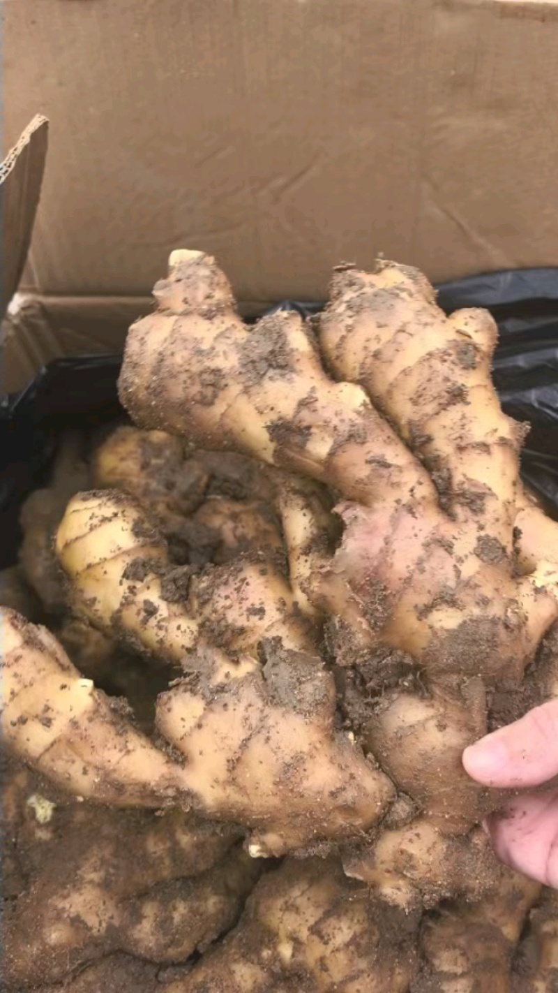 刚出窖大黄姜，泥土干爽颜色好，刚到货