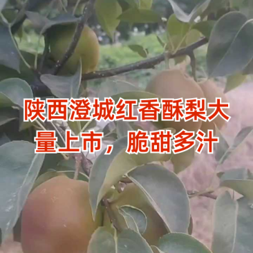 陕西渭南冷库红香酥口感脆甜多汁诚招大客商采购电商供应链