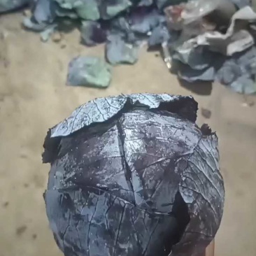 今天紫甘蓝出库，个头真好