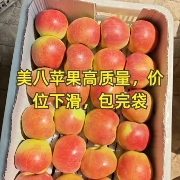 河北乐亭精品美八苹果，产地直供！大量有货！
