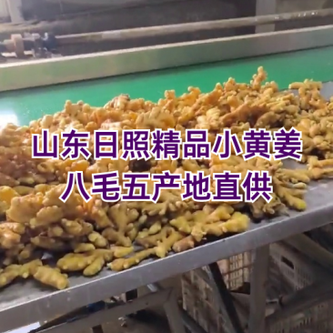 （批发价）小黄姜，山东生姜，一手货源对接全国客商