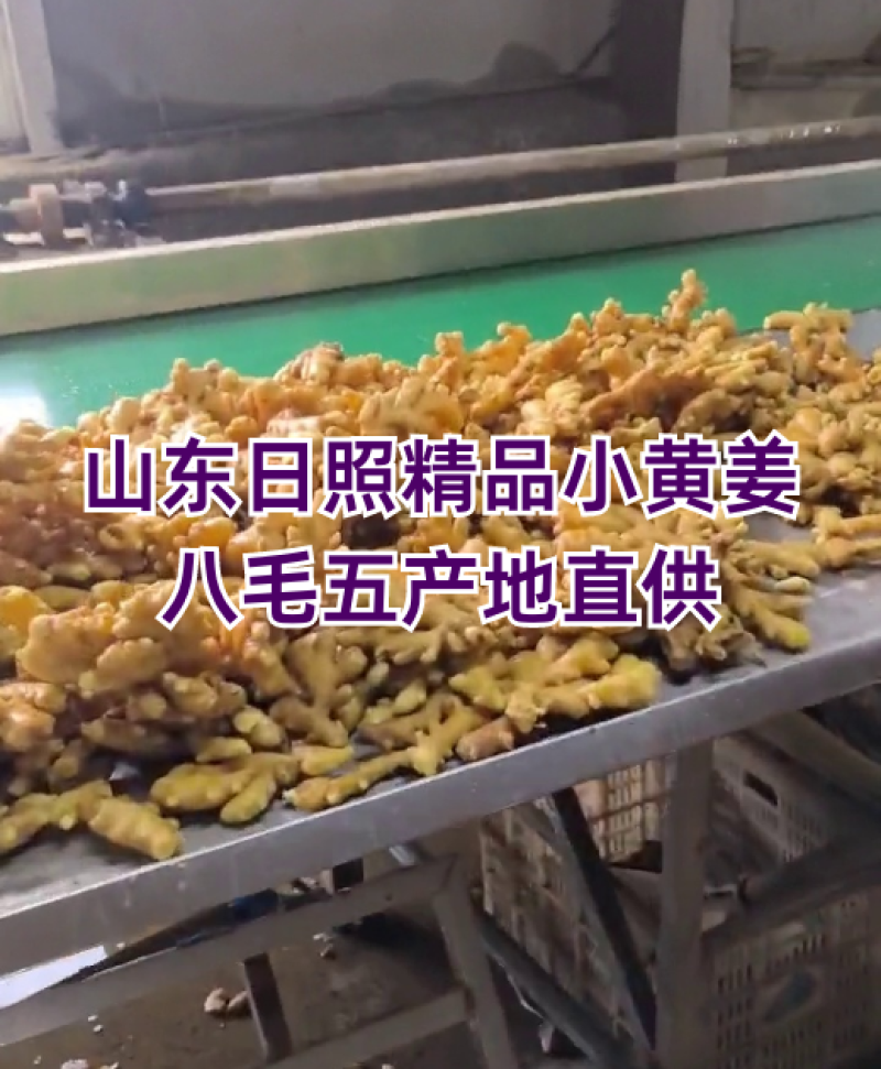 （批发价）小黄姜，山东生姜，一手货源对接全国客商