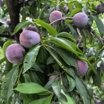 脆红李子四川翠红李子，一手货源，规格齐全，视频看货发全国