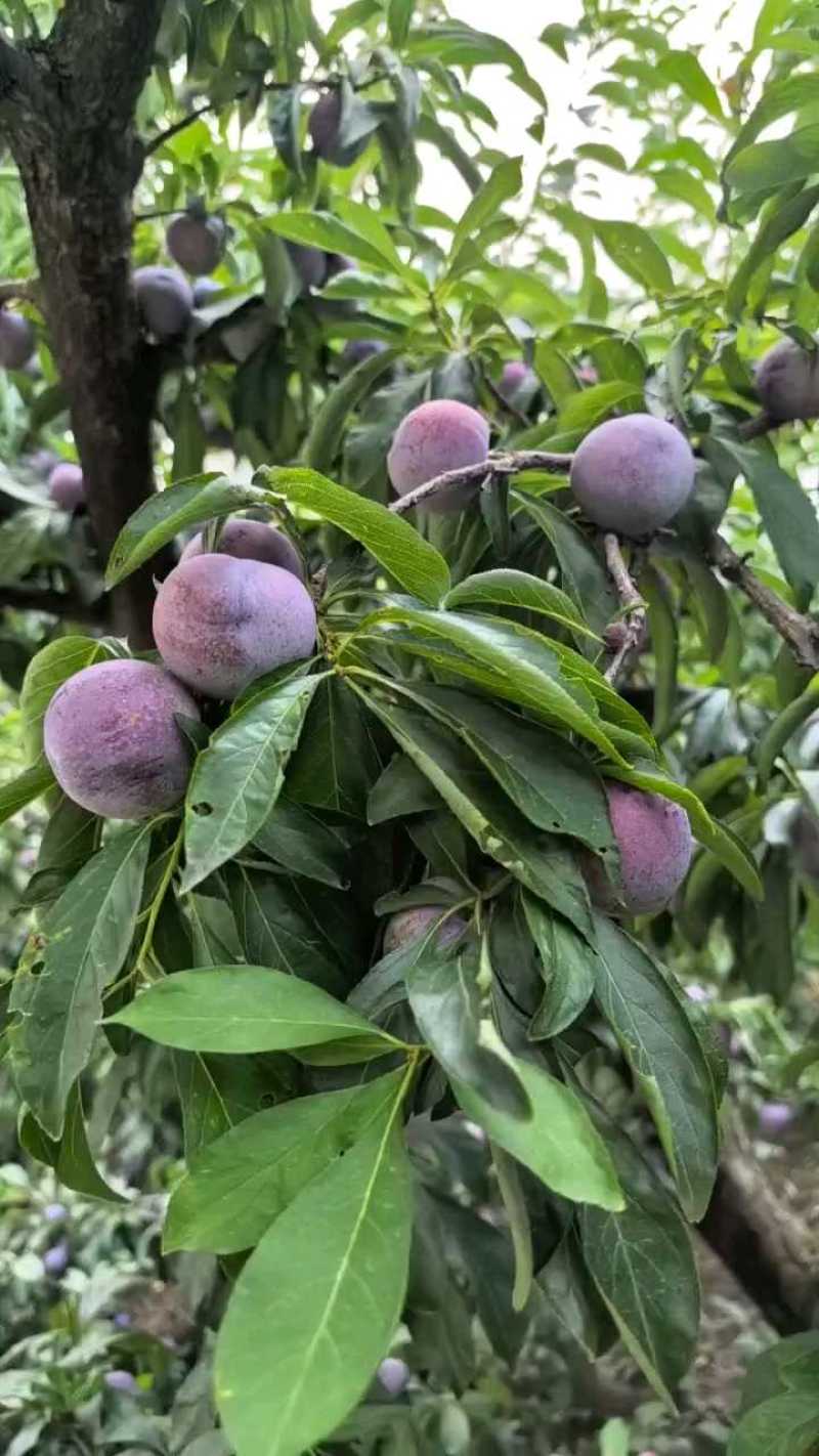 脆红李子四川翠红李子，一手货源，规格齐全，视频看货发全国