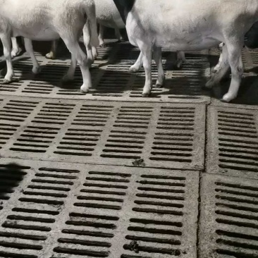 黑头杜泊绵羊杜波怀孕母羊杜泊种公羊全国发货买十送一