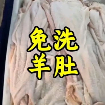 羔羊生净肚大量出货，免洗干净价格低