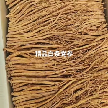 精品党参今年新货，狮头凤尾皮色好