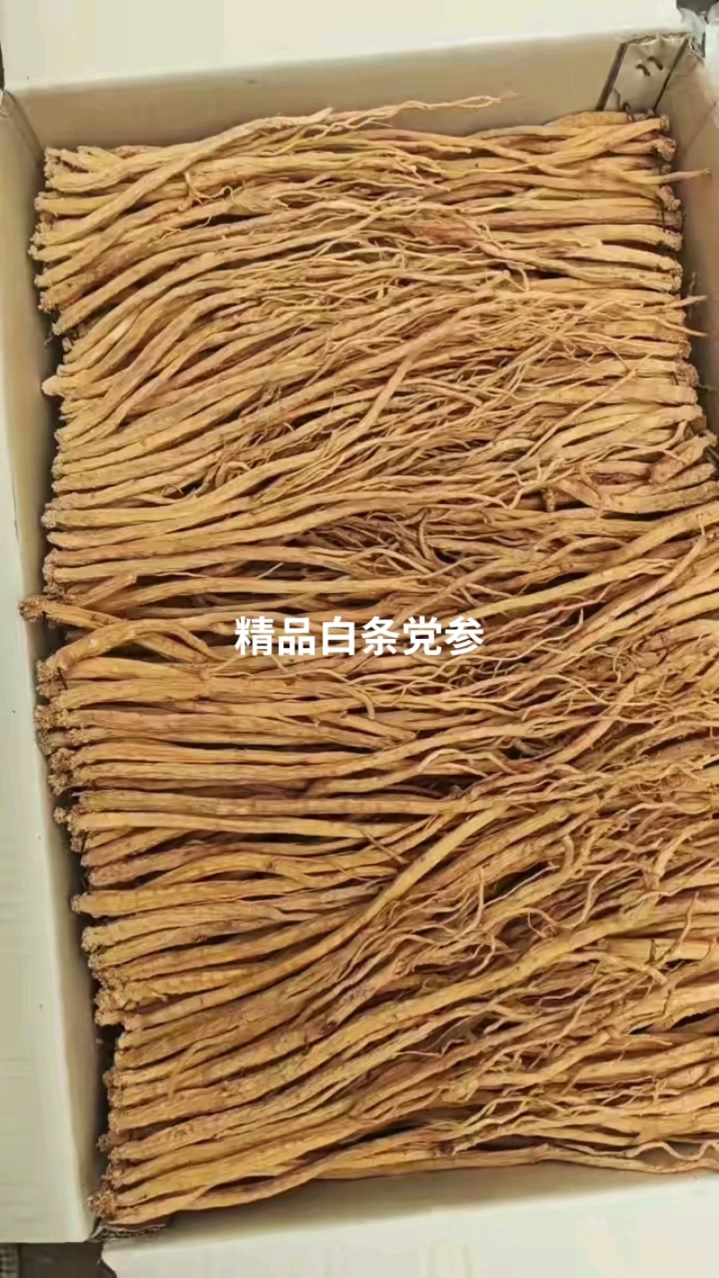精品党参今年新货，狮头凤尾皮色好
