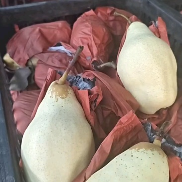 梨六两起步