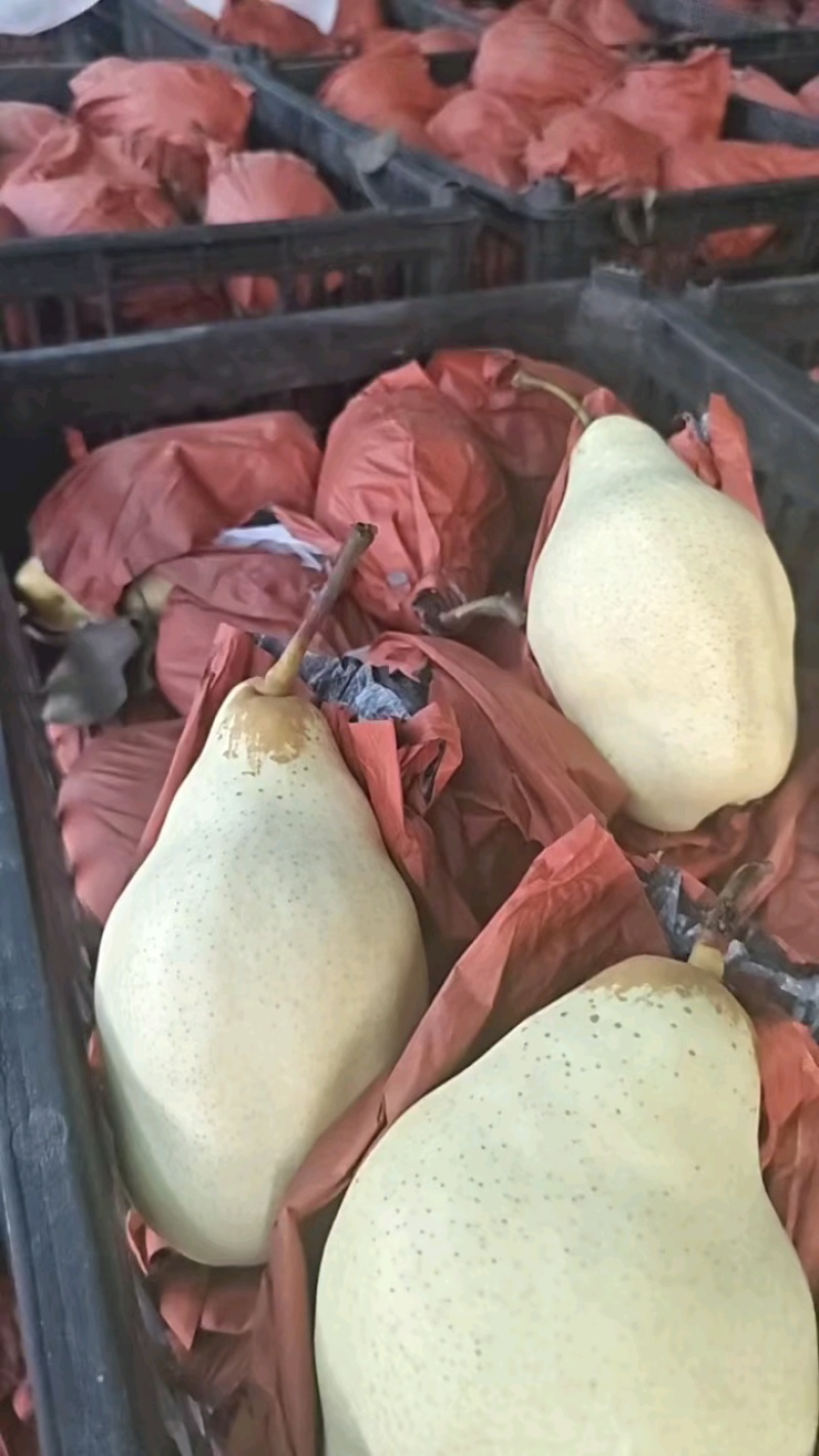 梨六两起步