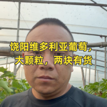 河北青提，河北维多利亚葡萄，口感特甜，大量现货上市中