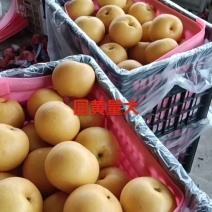 圆黄梨，化渣好，翠冠，黄冠套袋个大脆甜，保质保量大园货