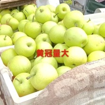 万亩精品皇冠梨，化渣好，圆黄翠冠光果套袋个大脆甜大园货