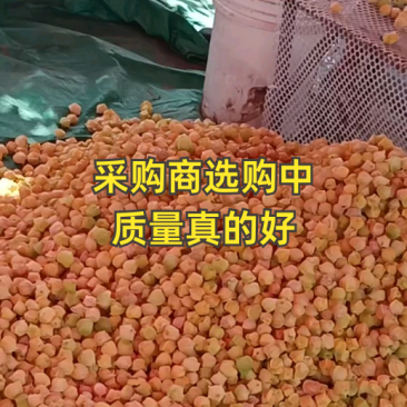 姑娘果
