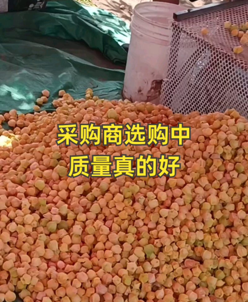 姑娘果