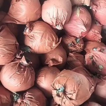 套袋圆黄梨糖度12+，大量供应装车
