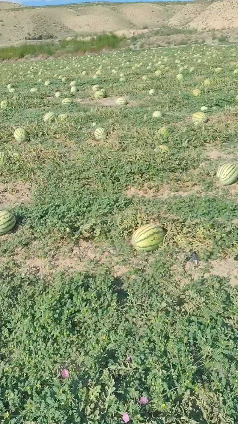 7月28号宁夏中卫石头瓜正在打标