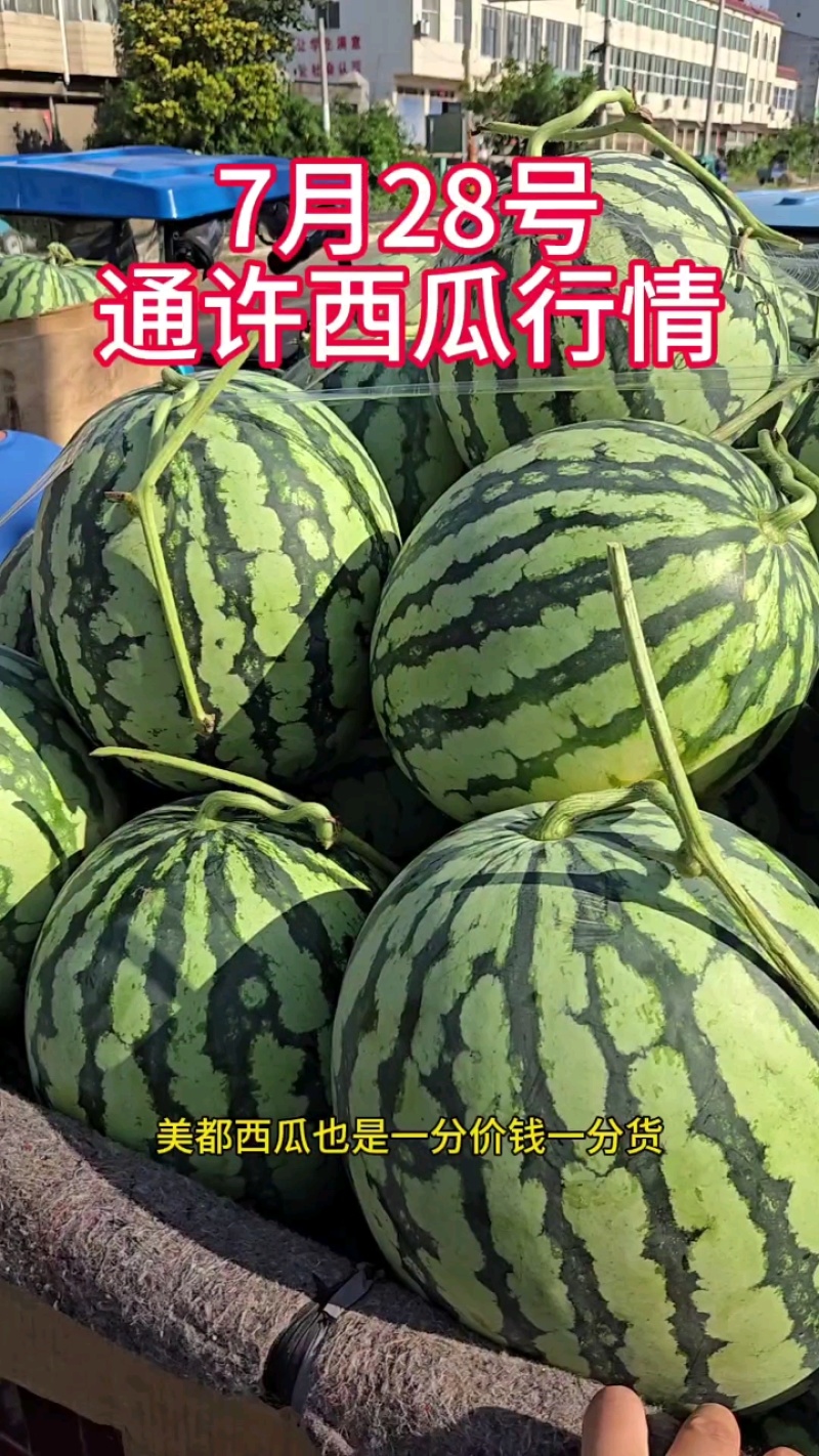 河南省美都头茬有籽西瓜大量上市。