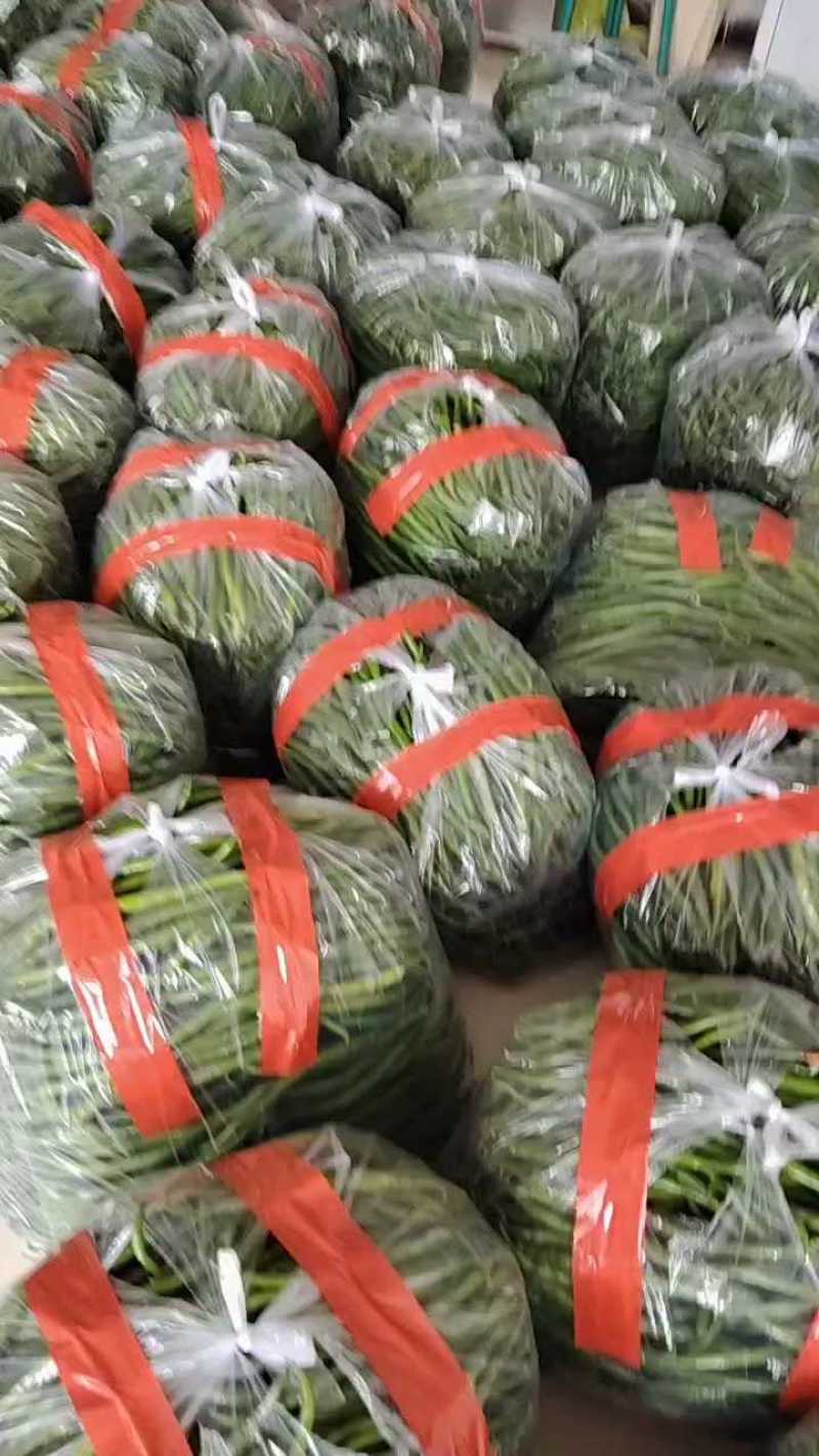 莘县陆地线椒，1.23起，黑线黄线