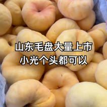 黄金蟠桃7-7号油蟠5号油蟠9号基地一手货源全国发货
