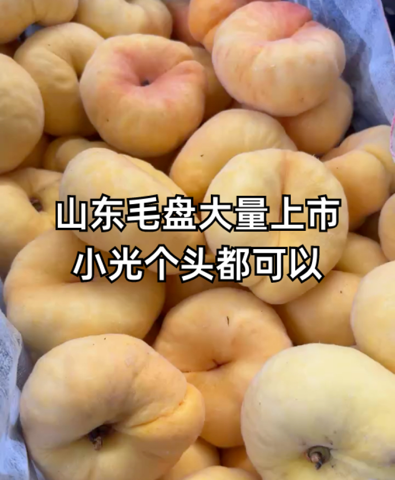 黄金蟠桃7-7号油蟠5号油蟠9号基地一手货源全国发货