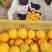 秭归夏橙1.1元/斤精品好货60起步