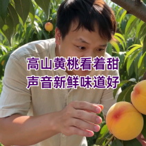 精品黄桃湖南一手货源质量保证货源充足对接电商商超