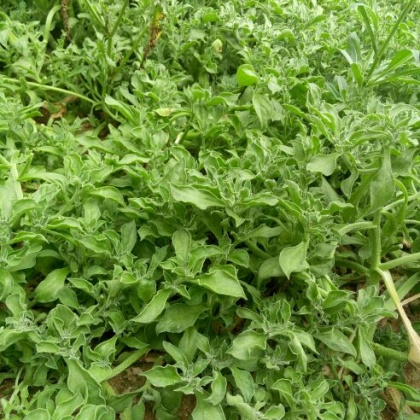 水晶冰菜山东菏泽巨野县_批发_供应-一亩田农