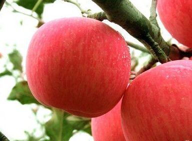 一亩田农业资讯网-烟台栖霞苹果价格暴跌 果农