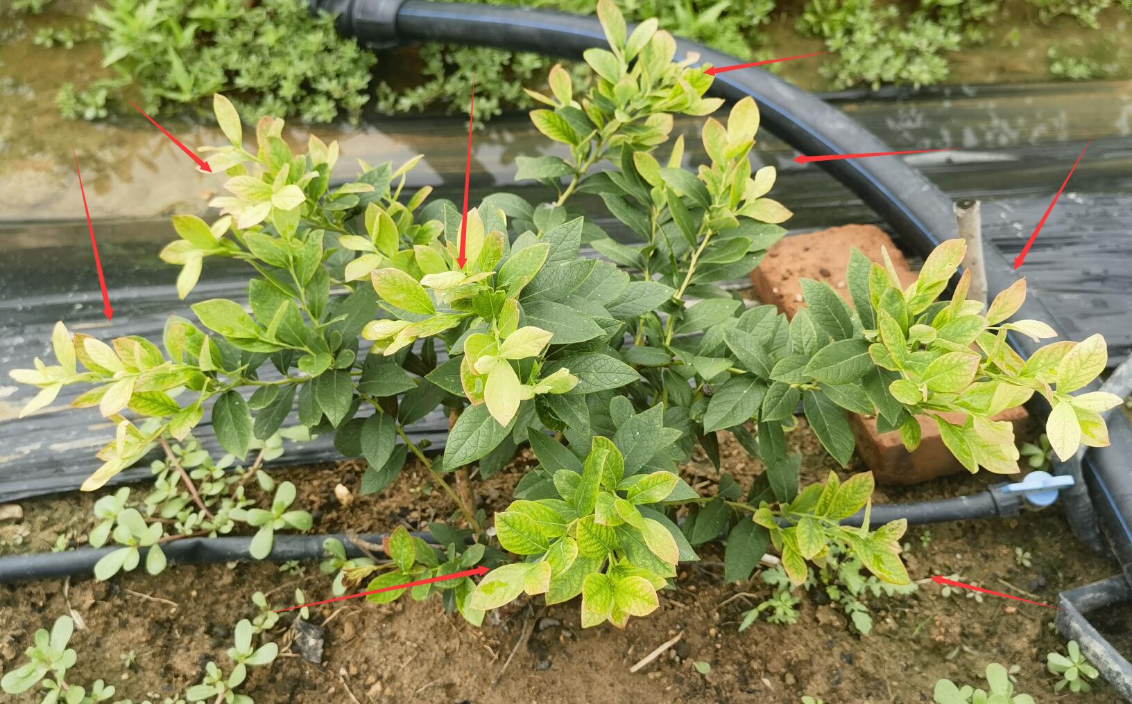蓝莓缺铁黄化与健康叶片对比图