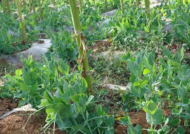 豌豆田间种植图