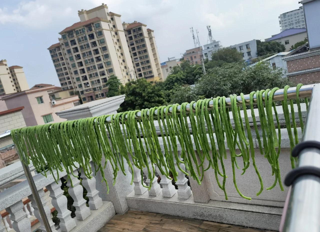 多条绿色豆角整齐地悬挂在户外竹竿上,在阳光下自然风干,背景为农村院落,有瓦房和树木,显示传统农家晾晒场景 晾晒中的豆角挂在竹竿上