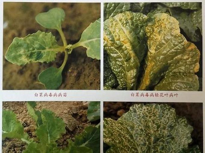 展示感染白菜病毒病的植株,叶片呈现花叶、皱缩等典型症状 白菜病毒病症状图
