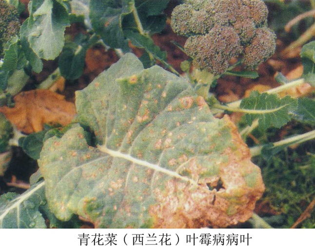西兰花从新鲜到变黄的过程对比图