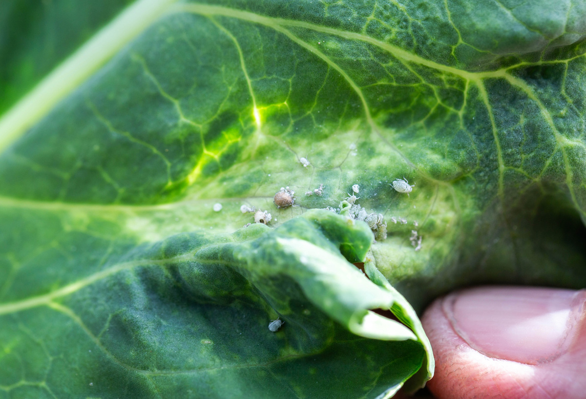 展示蚜虫在白菜叶片上聚集危害的场景,为病毒传播提供途径 蚜虫危害白菜叶片图