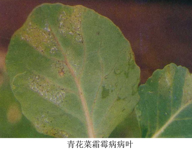 菜花霜霉病叶背灰紫色霉层与正面多角形黄斑对照图