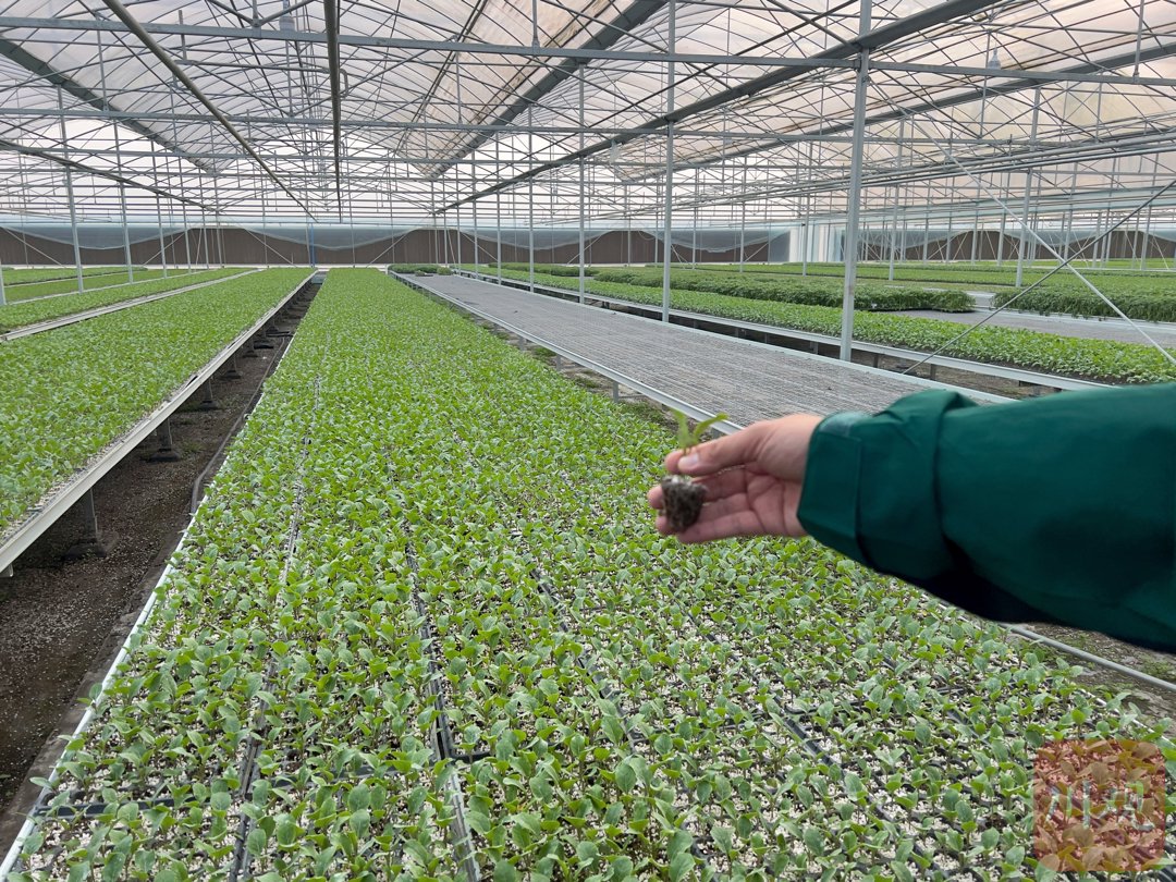 北方日光温室内的猕猴桃育苗场景