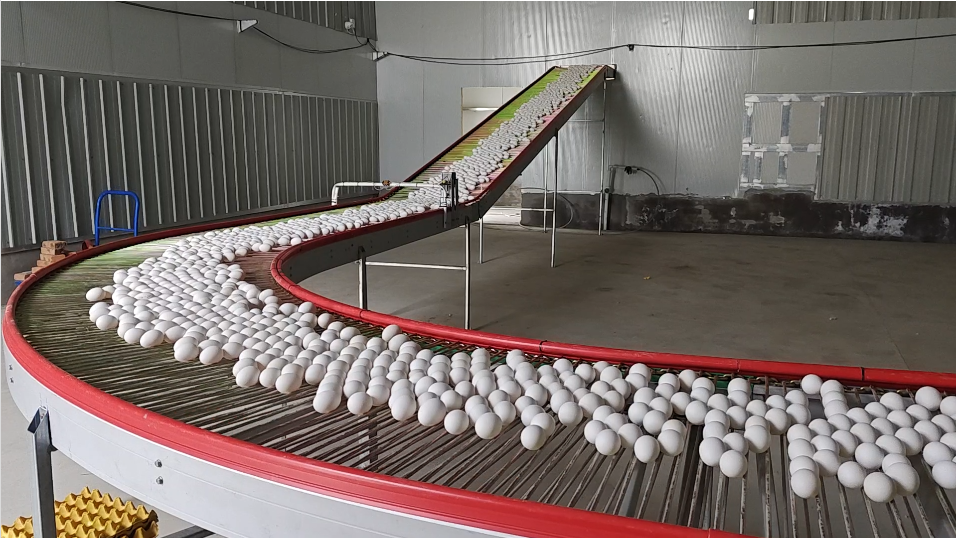 现代化鸡蛋分拣包装车间