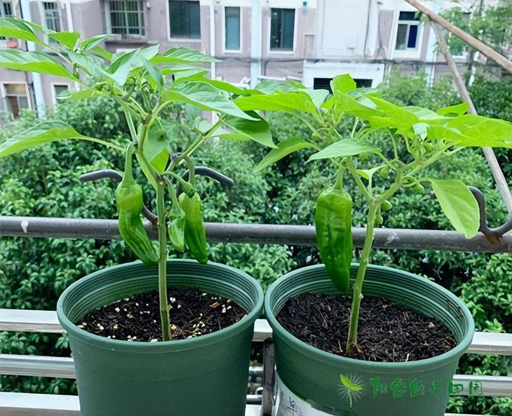 阳台上摆放的辣椒盆栽植物