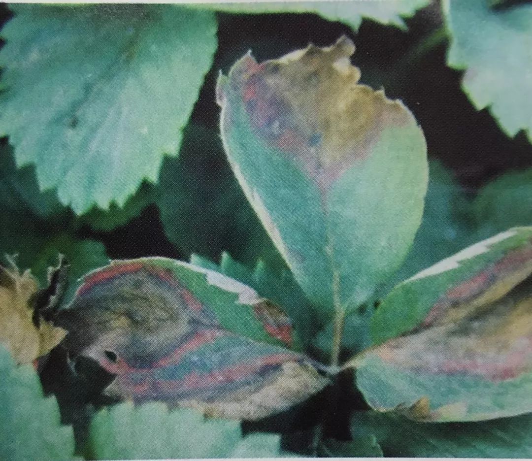 罗汉松病害叶片对比图