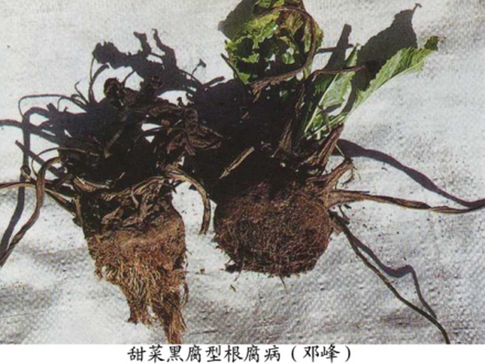 一株甜瓜的主根和侧根呈现褐色腐烂状,表皮易剥离,根毛稀少,周围土壤潮湿,植株整体萎蔫,展示典型的根腐病晚期症状 甜瓜根腐病根部特写